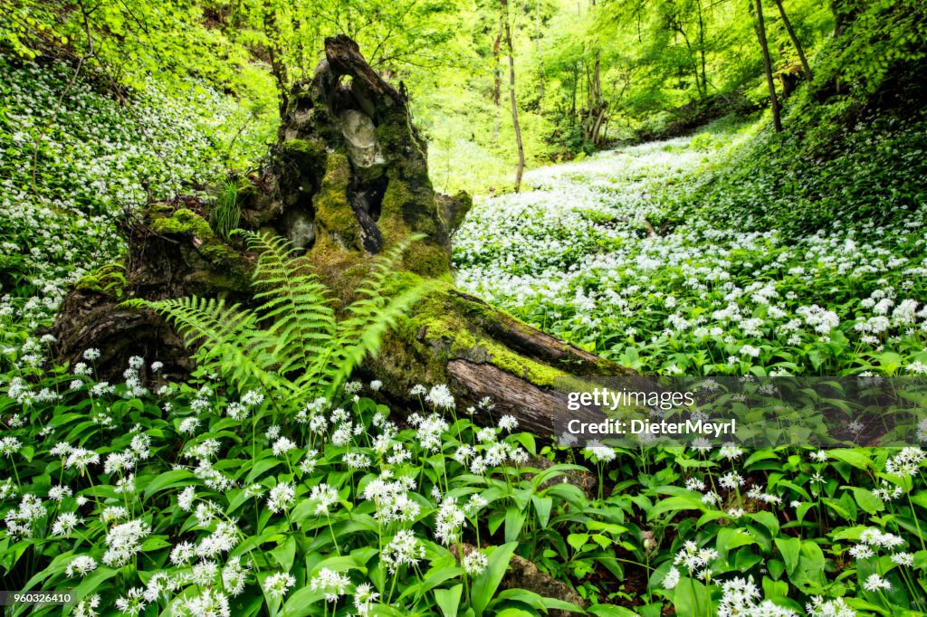Bear leek , Wild garlic in Fairy Forest - Bärlauch