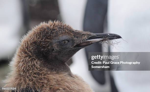 a young king penguin, volunteer point. falklands islands. - east falkland island stockfoto's en -beelden