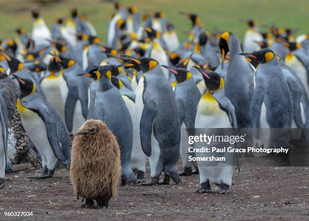 a young king penguin, volunteer point. falklands islands. - volunteer point stock pictures, royalty-free photos & images