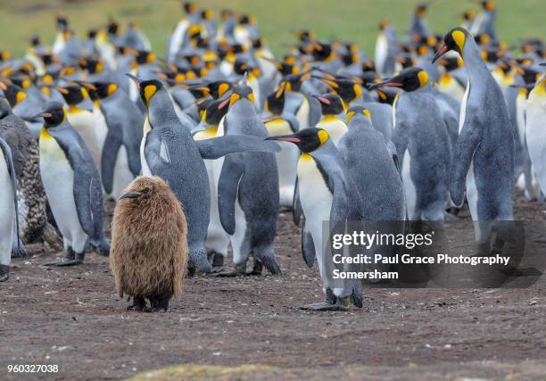 a young king penguin, volunteer point. falklands islands. - east falkland island stock-fotos und bilder