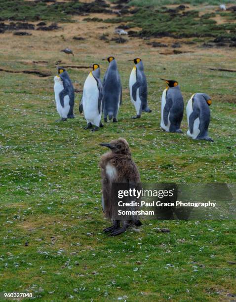 a young king penguin, volunteer point. falklands islands. - east falkland island stock-fotos und bilder