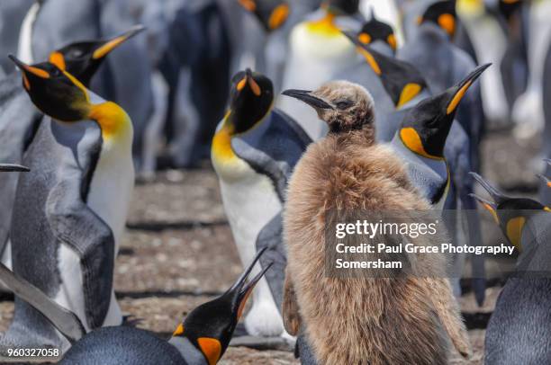 a young king penguin, volunteer point. falklands islands. - east falkland island stock-fotos und bilder