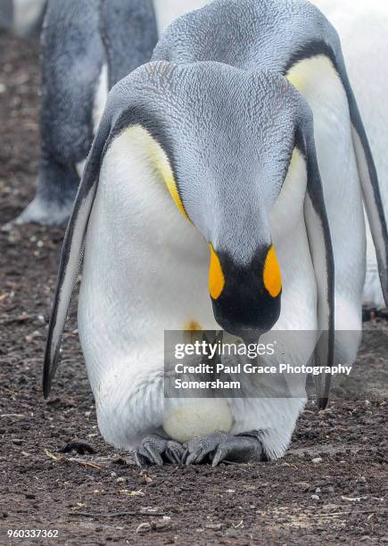 king penguin checks egg, volunteer point, falklandislands. - volunteer point stock pictures, royalty-free photos & images