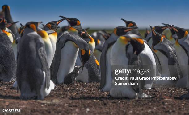 king penguins with young. volunteer point, falkland islands. - east falkland island stock-fotos und bilder