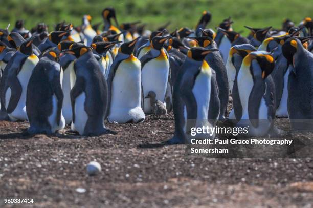 king penguins, volunteer point, falkland islands. - volunteer point stockfoto's en -beelden