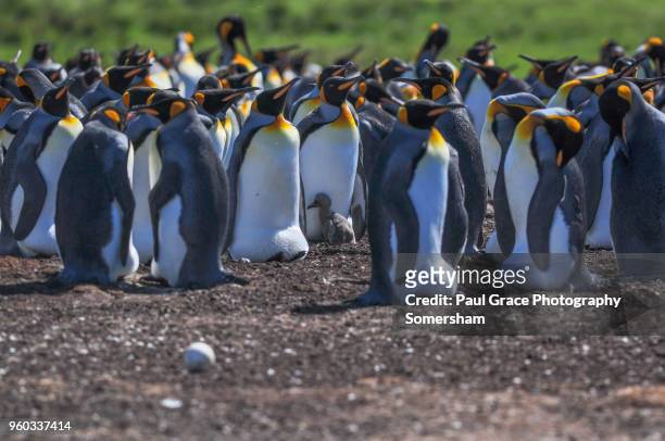 king penguins, volunteer point, falkland islands. - east falkland island 個照片及圖片檔