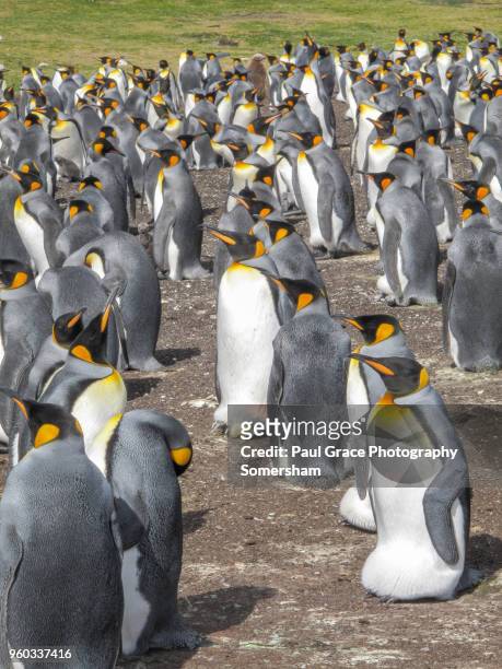 king penguin incubates egg, volunteer point, falklandislands. - volunteer point stock pictures, royalty-free photos & images