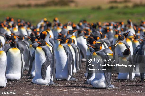 king penguins with young. volunteer point, falkland islands. - east falkland island stockfoto's en -beelden