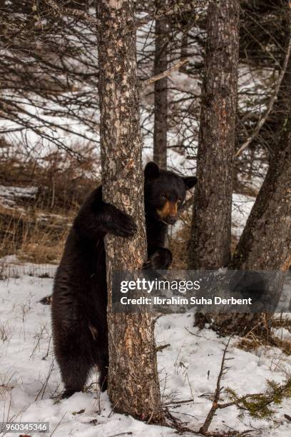 black bear is standing and hugging a tree. - omnivorous stock pictures, royalty-free photos & images