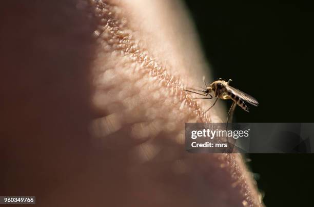 biting mosquito - mosquito bite stock pictures, royalty-free photos & images