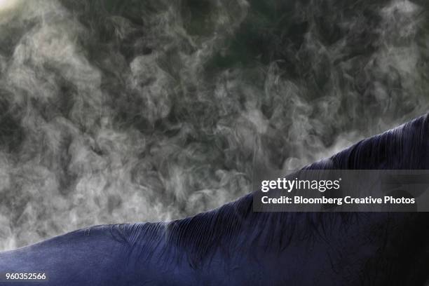 Steam Riding Horses 1,211 Steam Horse Stock Photos, High-Res Pictures, and Images - Getty ...