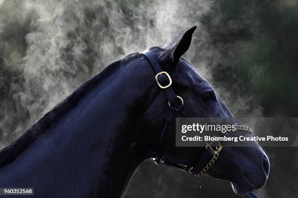 steam rises from a thoroughbred racehorse after morning workouts - race horse stock-fotos und bilder