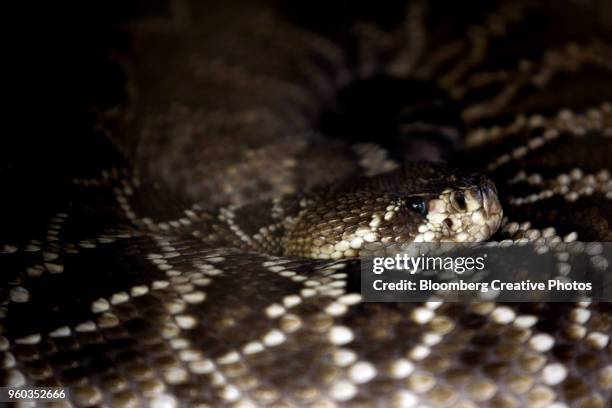 an eastern diamondback rattlesnake - eastern diamondback rattlesnake fotografías e imágenes de stock