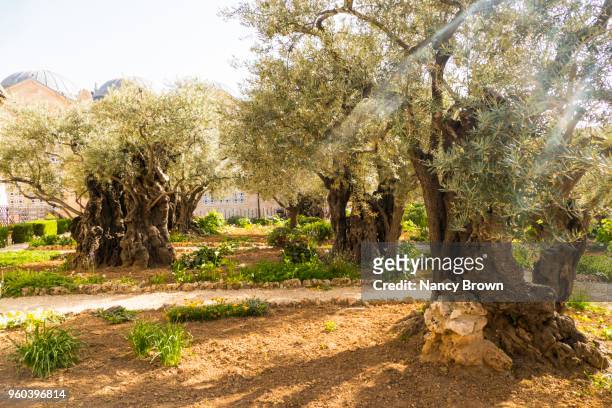 ancient olive trees in the garden of gathsemane - mont des oliviers photos et images de collection