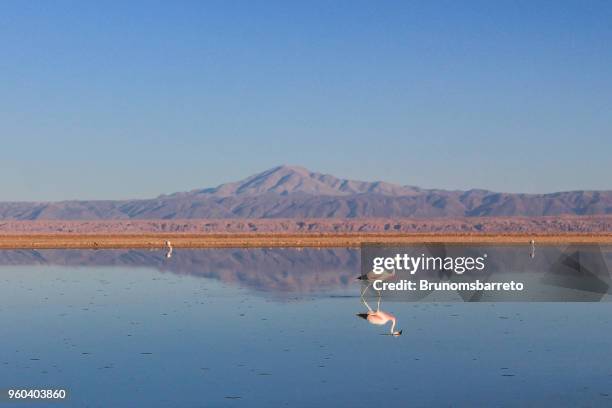 lago en el desierto de atacama, chile, con flamencos. - región de atacama fotografías e imágenes de stock