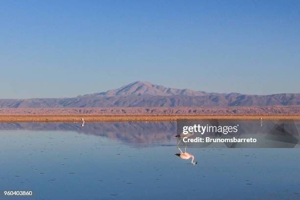 lake in the atacama desert, chile, with flamingos. - majestic bird stock pictures, royalty-free photos & images