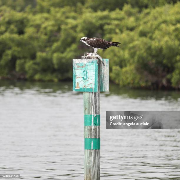 osprey eating a fish in pine island sound, florida - captiva island stock-fotos und bilder