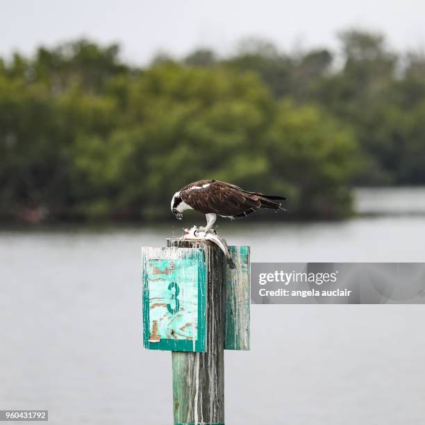 osprey eating a fish in pine island sound, florida - angela auclair bildbanksfoton och bilder