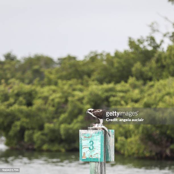osprey eating a fish in pine island sound, florida - cabbage key stock pictures, royalty-free photos & images