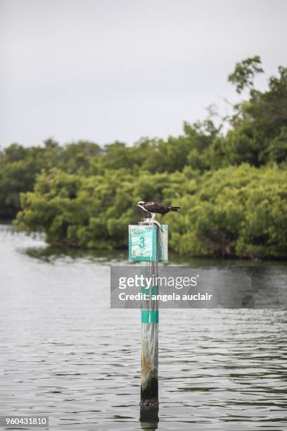 osprey eating a fish in pine island sound, florida - angela auclair fotografías e imágenes de stock