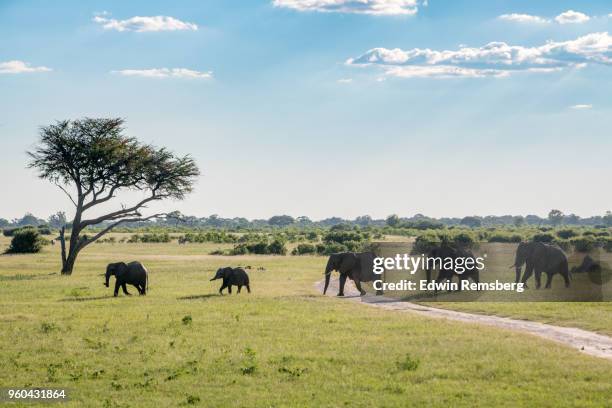 long line - african elephant foto e immagini stock