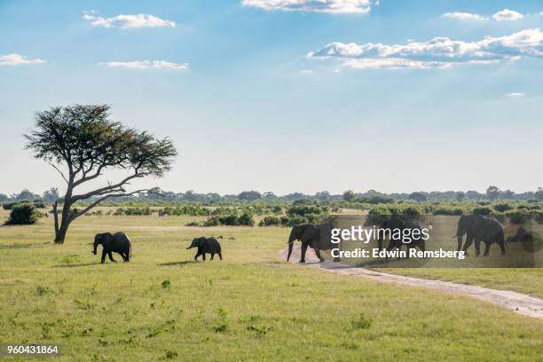 long line - zimbabwe stock pictures, royalty-free photos & images