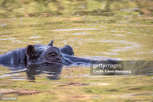 relaxing in the pool - edwin remsberg stock pictures, royalty-free photos & images