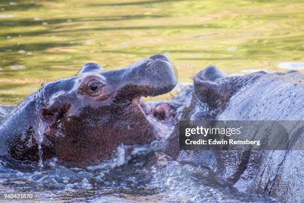 hippo play - edwin remsberg stock pictures, royalty-free photos & images