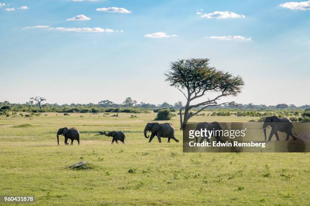 elephant walk - edwin remsberg stock pictures, royalty-free photos & images