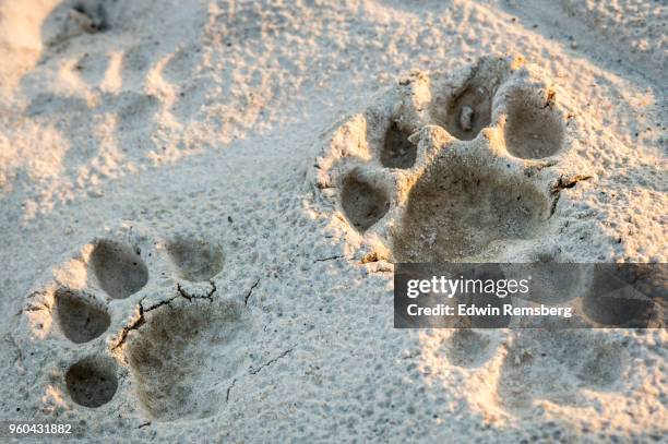 cat tracks - edwin remsberg stock pictures, royalty-free photos & images