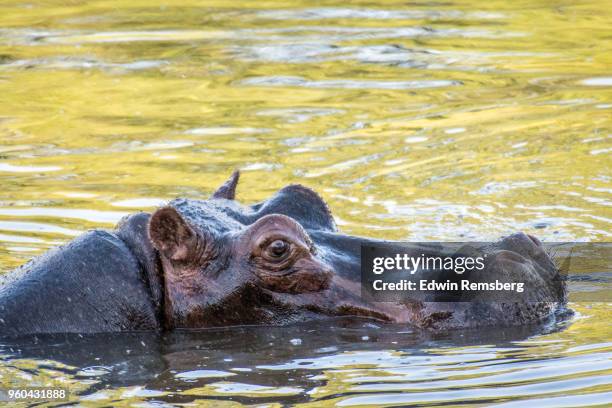 big hippo - edwin remsberg stock pictures, royalty-free photos & images