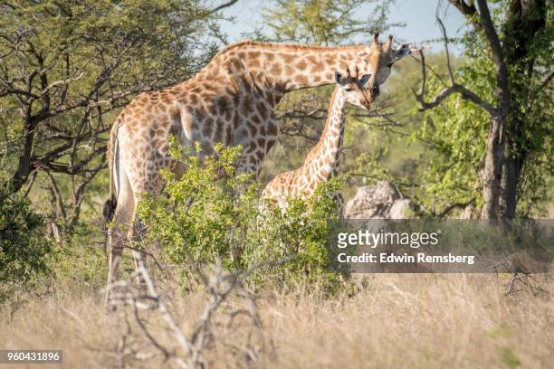 mother and baby - hwange national park stock pictures, royalty-free photos & images