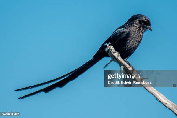 shrike - magpie shrike stock pictures, royalty-free photos & images