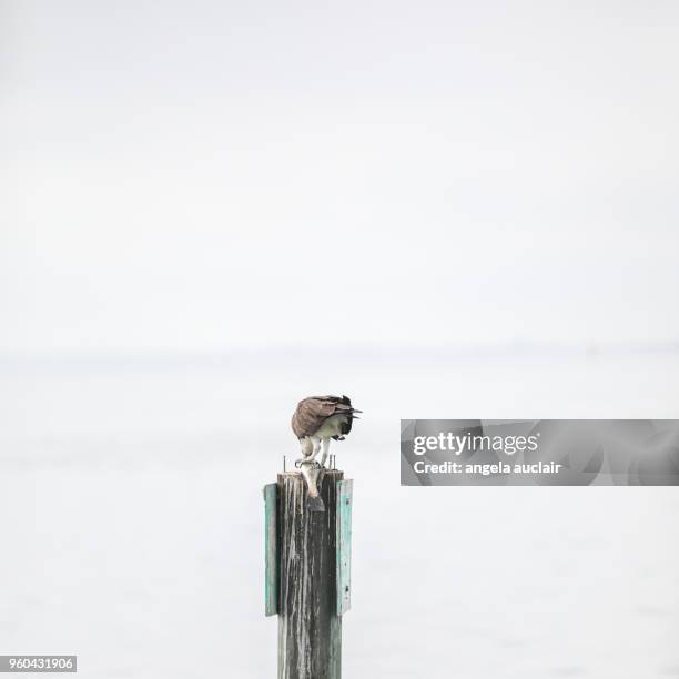 osprey eating a fish in pine island sound, florida - captiva island stock-fotos und bilder