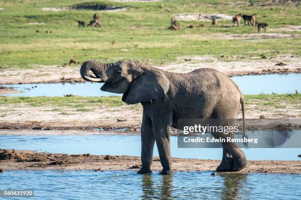 cool drink of water - edwin remsberg stock pictures, royalty-free photos & images