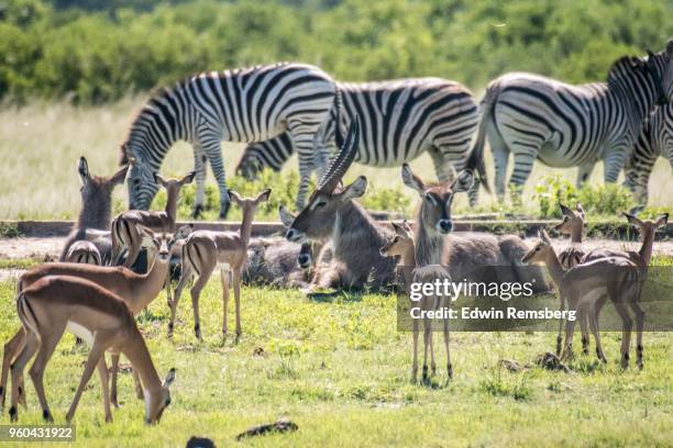 water hole wildlife - edwin remsberg stock pictures, royalty-free photos & images