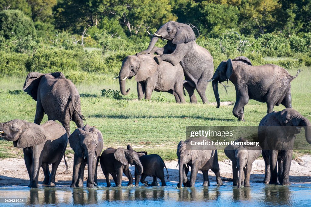 Elephant Group High-Res Stock Photo - Getty Images