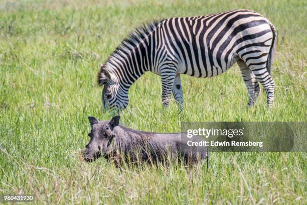 warthog and zebra - edwin remsberg stock pictures, royalty-free photos & images