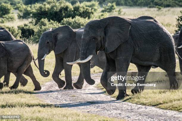 road crossing - edwin remsberg stock pictures, royalty-free photos & images