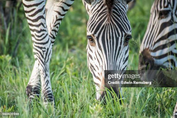 grazing stripes - edwin remsberg stock pictures, royalty-free photos & images