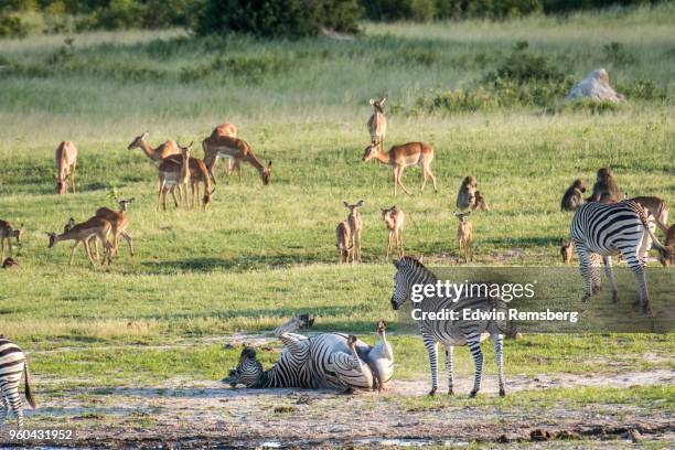 zim wildlife - hwange national park stock pictures, royalty-free photos & images