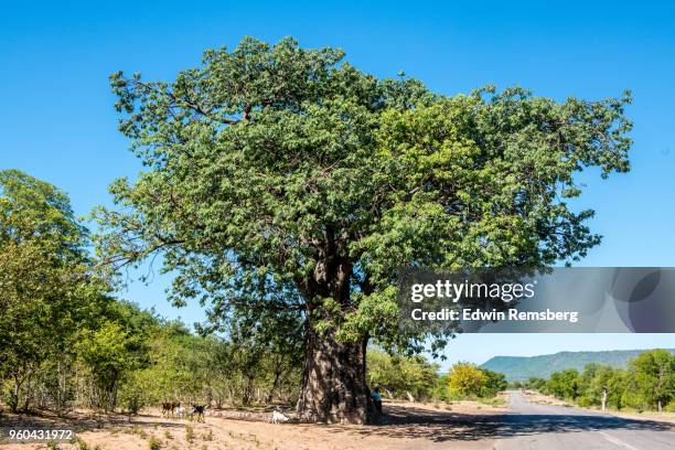 baobab tree - edwin remsberg stock pictures, royalty-free photos & images