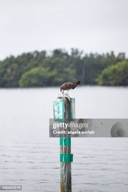 osprey eating a fish in pine island sound, florida - angela auclair stock pictures, royalty-free photos & images