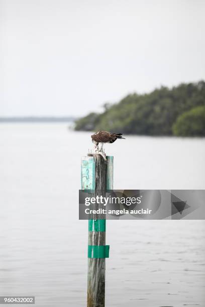 osprey eating a fish in pine island sound, florida - cabbage key stock pictures, royalty-free photos & images