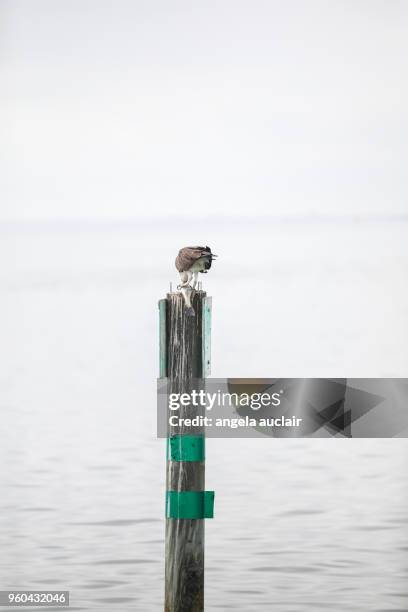 osprey eating a fish in pine island sound, florida - captiva island stock-fotos und bilder