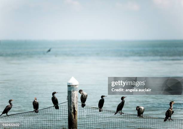 cormorants on a net in captiva island - cabbage key stock pictures, royalty-free photos & images