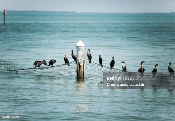 cormorants on a net in captiva island - angela auclair stock pictures, royalty-free photos & images