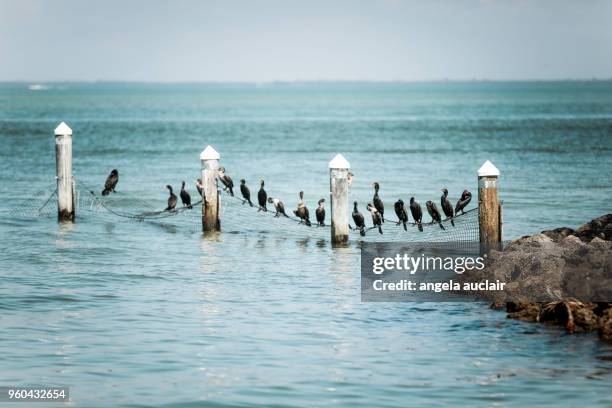 cormorants on a net in captiva island - captiva island florida stock pictures, royalty-free photos & images