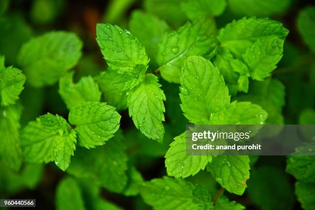 mint plant, an ayurvedic herb - spearmint stock pictures, royalty-free photos & images