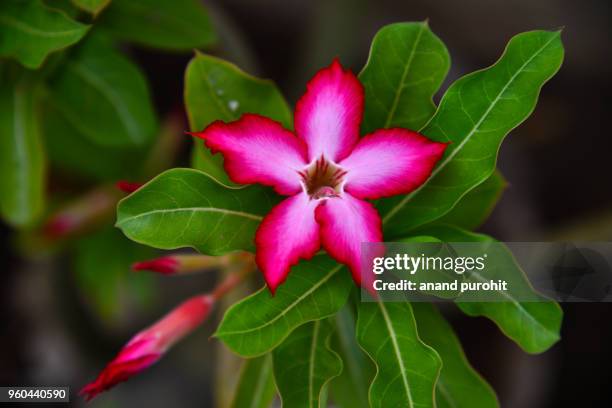 pink adenium obesum flower in full bloom - adenium obesum stock-fotos und bilder